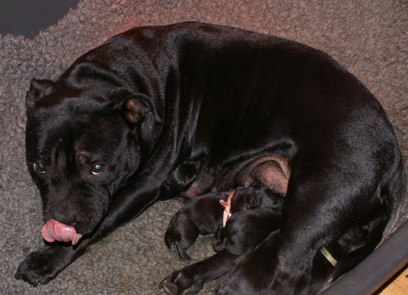 de la Lumière de Bregançon - Staffordshire Bull Terrier - Portée née le 14/12/2008