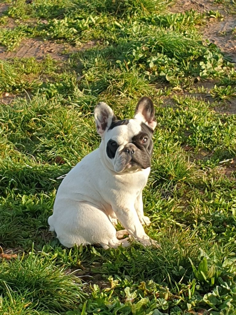 Olly dite fany de la Roubine du Roy