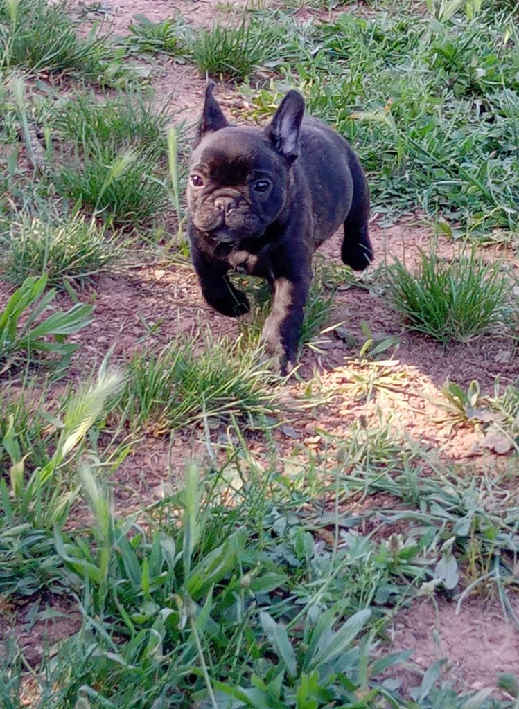 de la Lumière de Bregançon - Chiots disponibles - Bouledogue français